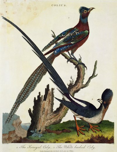 The Senegal Coly and the White Backed Coly by English School